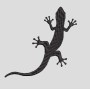 bordado salamandra